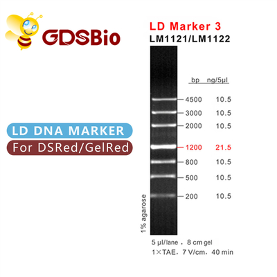 LD Marker 3 DNA Ladder Electrophoresis 60 เตรียมรีเอเจนต์ที่มีความบริสุทธิ์สูง