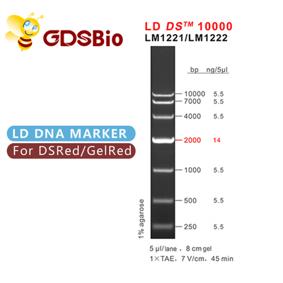 10,000bp 10kb DNA Ladder Electrophoresis รีเอเจนต์ที่มีความบริสุทธิ์สูง