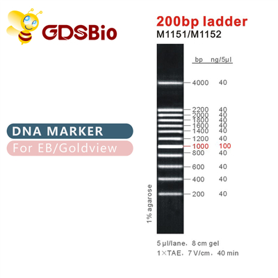คลาสสิก DNA Marker Electrophoresis บันได 500bp GDSBio